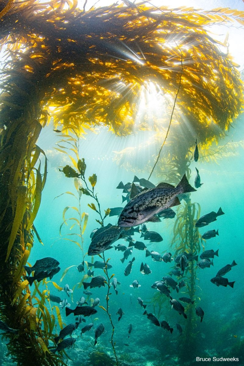 A school of blue rockfish swimming in a kelp forest. Sun rays filter through the surface of the water.